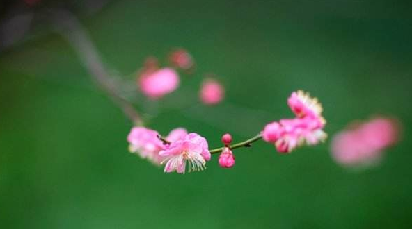 根本说一切有部尼陀那（第四卷）