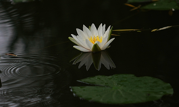 华严经旨归全文